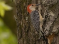 Red-bellied Woodpecker - Barkley Wildlife Management Area - Stewart County - TN, April 27, 2024