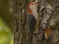 Red-bellied Woodpecker - Barkley Wildlife Management Area - Stewart County - TN, April 27, 2024