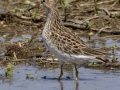 Pectoral Sandpiper - Cross Creeks NWR Headquarters - Stewart County - TN, May 9, 2024