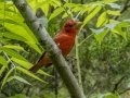 Summer Tanager (molting) - Cheatham Dam Right Bank - Cheatham County, TN - May 15, 2024
