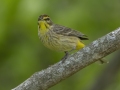 Palm Warbler (Western)  - Barkley Wildlife Management Area - Stewart County - TN, April 27, 2024v