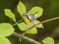 Yellow-throated Warbler