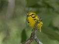 Prairie Warbler