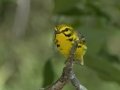 Prairie Warbler - Tennessee NWR--Big Sandy Unit--Bennetts Creek Overlook, Henry, Tennessee, United States, June 10, 2024
