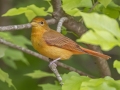 Summer Tanager -  Barkley Wildlife Management Area - Stewart County - TN, May 2, 2024