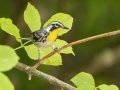 Yellow-throated Warbler - US-TN-Dover-582 River Rd, Stewart, Tennessee, June 28, 2024