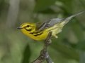 Prairie Warbler - Tennessee NWR--Big Sandy Unit--Bennetts Creek Overlook, Henry, Tennessee, United States, June 10, 2024