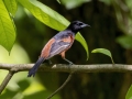 Orchard Oriole - Cheatham Dam Right Bank - Cheatham County, TN - May 15, 2024