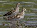 Pectoral Sandpipers - Cross Creeks NWR Headquarters - Stewart County - TN, May 9, 2024