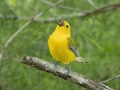 Prothonotary Warbler - Cheatham Dam Right Bank - Cheatham County, TN - May 15, 2024