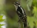 Downy Woodpecker - Barkley Wildlife Management Area - Stewart County - TN, April 27, 2024
