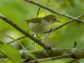 Tennessee Warbler - Cheatham Dam Right Bank - Cheatham County, TN - May 15, 2024