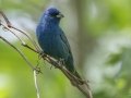 Indigo Bunting - Barkley Wildlife Management Area - Stewart County - TN, April 27, 2024