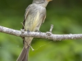 Eastern Wood-Pewee -  Barkley Wildlife Management Area - Stewart County - TN, May 2, 2024