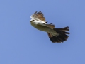 Mississippi Kite - Honey Point Ferry Ln., Humphreys, Tennessee, United States, June 6, 2024