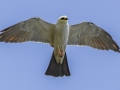 Mississippi Kite - Honey Point Ferry Ln., Humphreys, Tennessee, United States, June 6, 2024