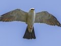 Mississippi Kite - Honey Point Ferry Ln., Humphreys, Tennessee, United States, June 6, 2024