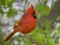 Northern Cardinal - Barkley Wildlife Management Area - Stewart County - TN, April 21, 2024
