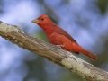 Summer Tanager - Tennessee NWR Big Sandy Unit, Pace Point, Henry County, Tennessee, June 10, 2024
