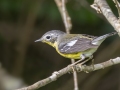 Magnolia Warbler - Cheatham Dam Right Bank - Cheatham County, TN - May 15, 2024