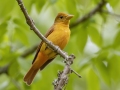 Summer Tanager -  Barkley Wildlife Management Area - Stewart County - TN, May 2, 2024