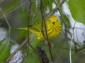 Yellow Warbler - Barkley Wildlife Management Area - Stewart County - TN, April 21, 2024