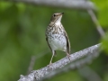 Swainson\'s Thrush -  Barkley Wildlife Management Area - Stewart County - TN, April 29, 2024