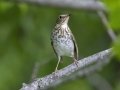 Swainson's Thrush -  Barkley Wildlife Management Area - Stewart County - TN, April 29, 2024
