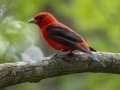 Scarlet Tanager - Gatling Point Rec Area, Stewart County, Tennessee, June 19, 2024