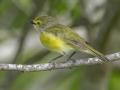 White-eyed Vireo -  Barkley Wildlife Management Area - Stewart County - TN, April 29, 2024