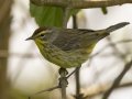 Palm Warbler- Barkley Wildlife Management Area - Stewart County - TN, April 21, 2024