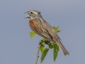 Dickcissel - Tennessee NWR--Duck River Unit--Duck River/Kentucky Lake, Humphreys, Tennessee, United States, June 3 2024