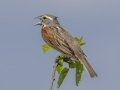Dickcissel - Tennessee NWR--Duck River Unit--Duck River/Kentucky Lake, Humphreys, Tennessee, United States, June 3 2024