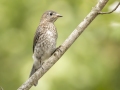 Eastern Bluebird - Dyers Creek Recreation Area, Stewart, Tennessee, United States, June 28, 2024