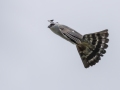 Mississippi Kite - Honey Point Ferry Ln., Humphreys, Tennessee, United States, June 6, 2024