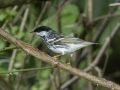 Blackpoll Warbler - Cheatham Dam Right Bank - Cheatham County, TN - May 15, 2024