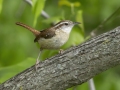 Carolina Wren -  Barkley Wildlife Management Area - Stewart County - TN, April 29, 2024