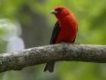 Scarlet Tanager - Gatling Point Rec Area, Stewart County, Tennessee, June 19, 2024