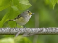 White-eyed Vireo -  Barkley Wildlife Management Area - Stewart County - TN, April 29, 2024