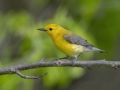 Prothonotary Warbler -  Barkley Wildlife Management Area - Stewart County - TN, April 29, 2024