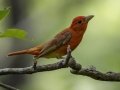 Summer Tanager - Gatling Point Rec Area, Stewart County, Tennessee, June 11, 2024