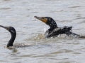 Neotropic Cormorant  (left) with Double-crested Cormorant - Honey Point Ferry Ln., Humphreys, Tennessee, United States, June 6, 2024