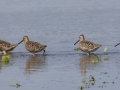 Short-billed Dowitchers - Cross Creeks NWR Headquarters, Steward County, TN, May 9 2024