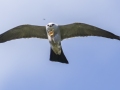 Mississippi Kite - Honey Point Ferry Ln., Humphreys, Tennessee, United States, June 6, 2024