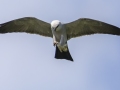 Mississippi Kite - Honey Point Ferry Ln., Humphreys, Tennessee, United States, June 6, 2024