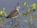 Solitary Sandpiper - Cross Creeks NWR Headquarters, Steward County, TN, May 9 2024