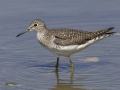 Solitary Sandpiper - Cross Creeks NWR Headquarters, Steward County, TN, May 9 2024