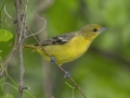 Orchard Oriole -  Barkley Wildlife Management Area - Stewart County - TN, April 29, 2024