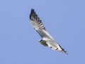 Mississippi Kite - Honey Point Ferry Ln., Humphreys, Tennessee, United States, June 6, 2024