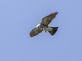 Mississippi Kite - Honey Point Ferry Ln., Humphreys, Tennessee, United States, June 6, 2024